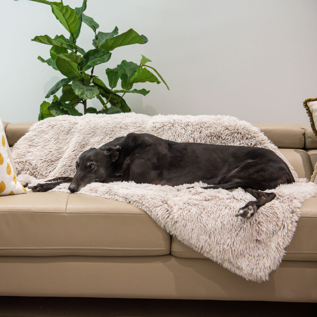 dog on calming blanket