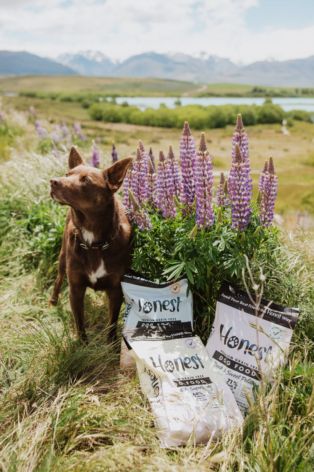 Honest Pet Collective Grain-Free Dry Dog Food Trial Bundle (All 3 Flavours)