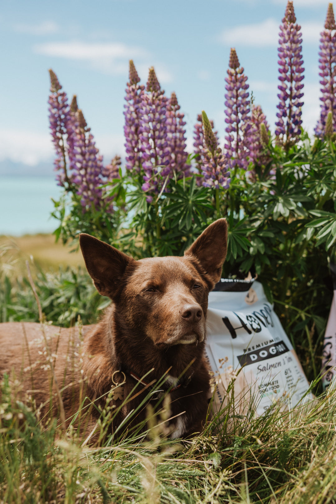 Honest Pet Collective Salmon & Turkey | Grain-Free Dry Dog Food 3KG