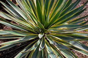 yucca